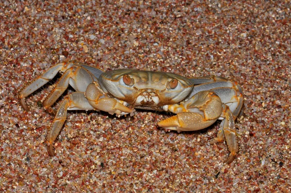 White Crab Red Sea Beach Egypt Hurghada — Stockfoto