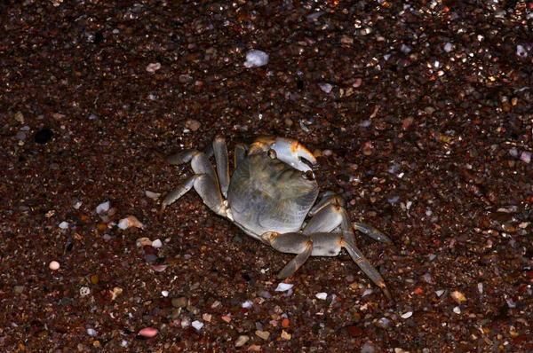 White Crab Red Sea Beach Egypt Hurghada — Foto Stock