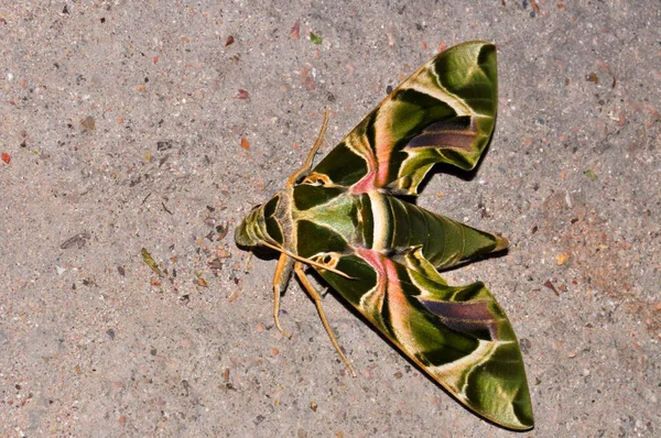 Fabulously Beautiful Green Moth — Stok fotoğraf