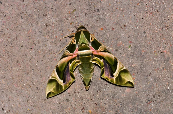 Fabulously Beautiful Green Moth — Stock Photo, Image