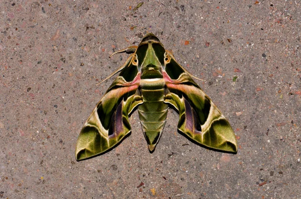 Fabulously Beautiful Green Moth —  Fotos de Stock