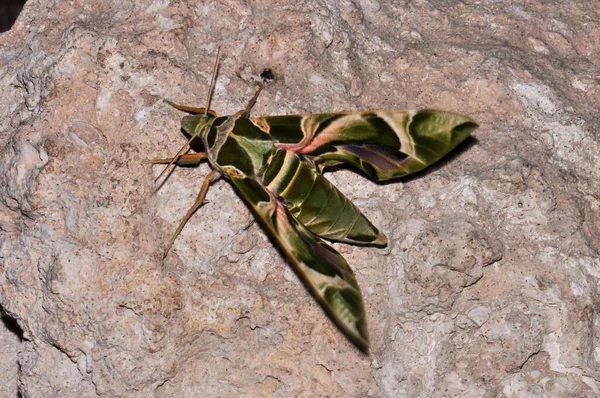 Fabulously Beautiful Green Moth — Fotografia de Stock