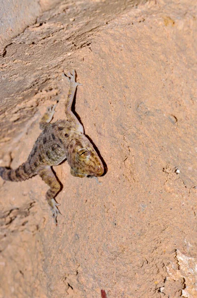 Lizard Got Photo Shoot — Stock Photo, Image