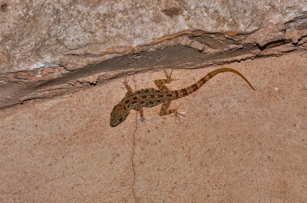 Lizard Got Photo Shoot — Stockfoto