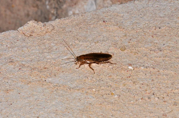 Macro Photo Beetle Its Habitat — Fotografia de Stock