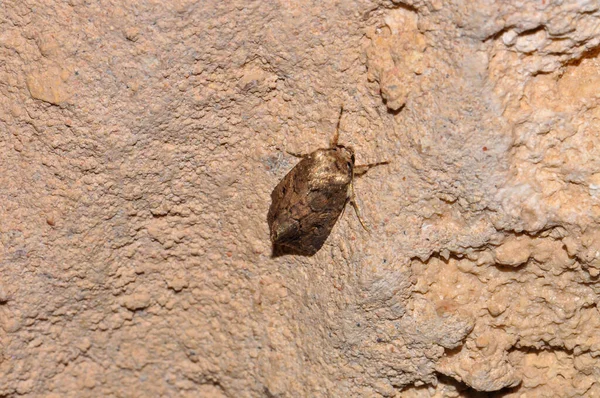 Night Moth Sits Wall Thailand Phuket — Stok fotoğraf