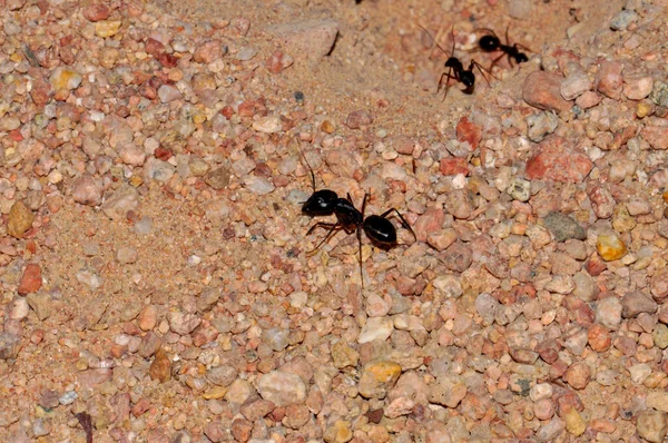 Ant colony on the sand, Thailand, Phuket