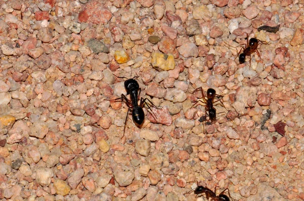 Ant colony on the sand, Thailand, Phuket