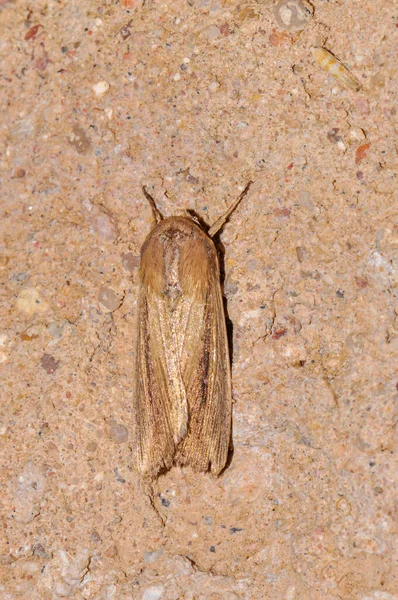 Night Moth Sits Wall Thailand Phuket — Zdjęcie stockowe