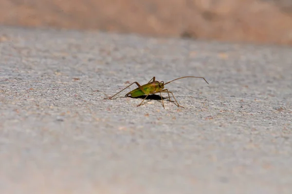 Small Green Beetle Egyptian Desert Macro — Stok fotoğraf