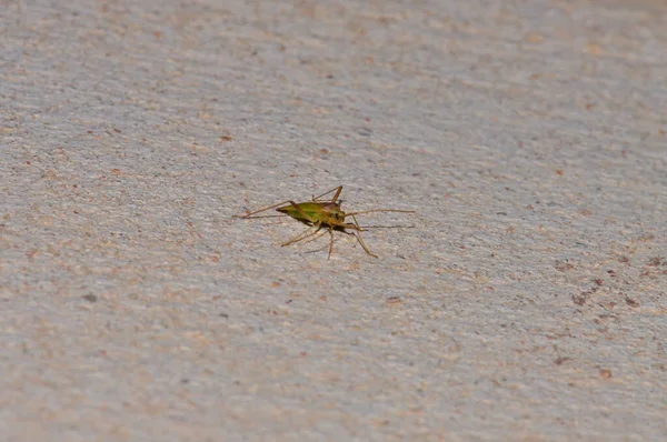 Small Green Beetle Egyptian Desert Macro — Stok fotoğraf