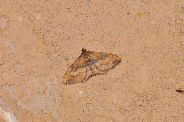 Night Moth Sits Wall Thailand Phuket — Zdjęcie stockowe