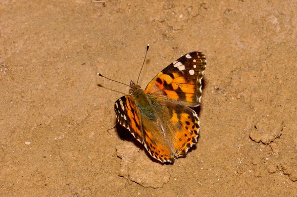 フィールドで美しい蝶 — ストック写真