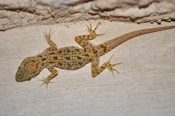 Sand Lizard Wall Hotel Hurghada Egypt — Stockfoto