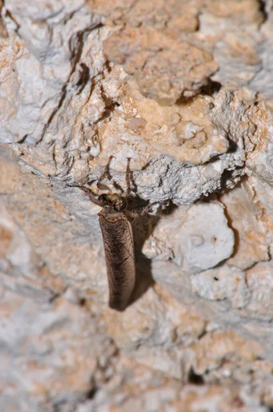 Night Moth Sits Wall Thailand Phuket — Stockfoto