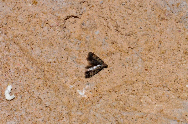 Night Moth Sits Wall Thailand Phuket — Photo