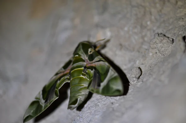 Fabulously Beautiful Green Moth — 图库照片
