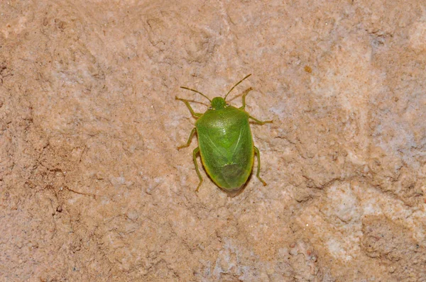 Маленький Зеленый Жук Египетской Пустыне Макро — стоковое фото