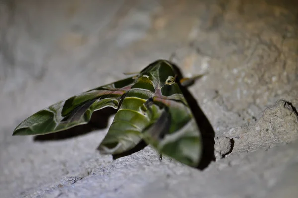 Fabulously Beautiful Green Moth — Photo