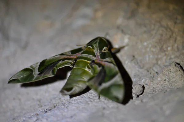 Fabulously Beautiful Green Moth — Stock fotografie