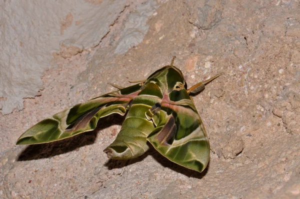 Fabulously Beautiful Green Moth — Fotografia de Stock