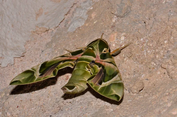 Fabulously Beautiful Green Moth — Photo