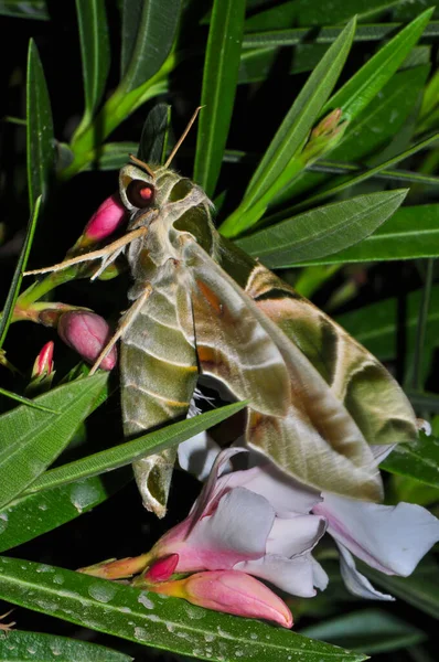 Fabulously beautiful green moth