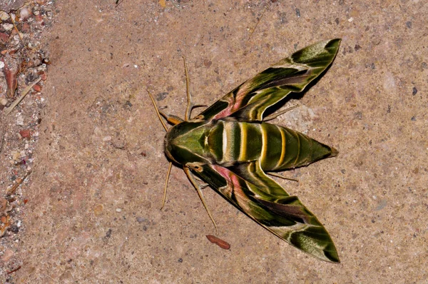 Fabulously Beautiful Green Moth — Stock Fotó