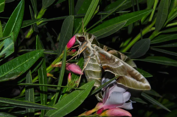 Fabulously Beautiful Green Moth — Stockfoto