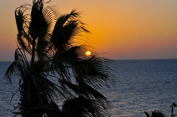 Order with palm trees in Egypt