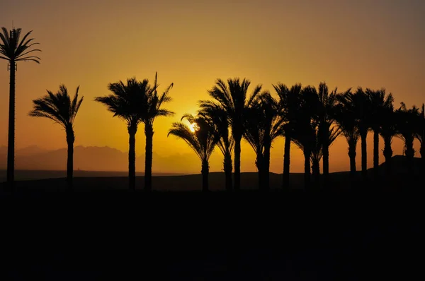 Order Palm Trees Egypt — Fotografia de Stock