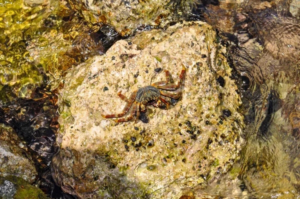 Crab Red Sea Beach Egypt Hurghada — Stock Photo, Image