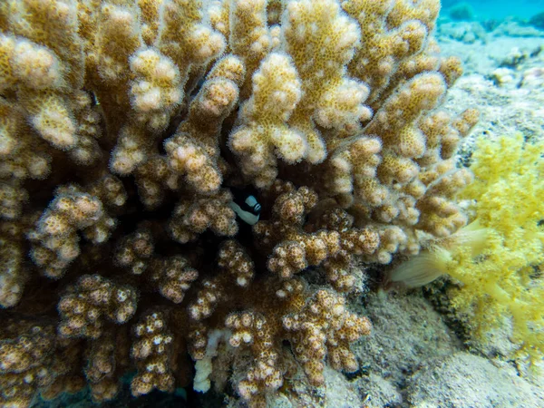 Interesting Fish Posing Water Column Red Sea Hurghada Egypt — ストック写真