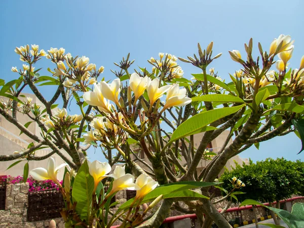 Красиві Рослини Березі — стокове фото