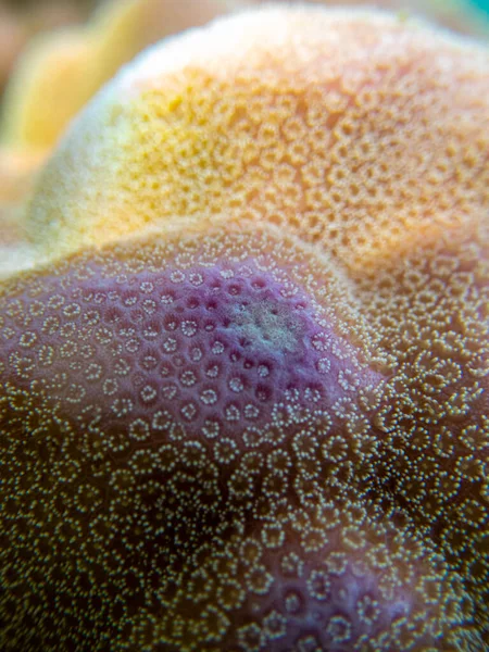 Interesting Fish Posing Water Column Red Sea Hurghada Egypt — ストック写真