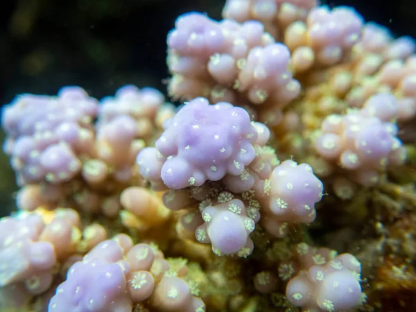 Interesting Fish Posing Water Column Red Sea Hurghada Egypt — Photo