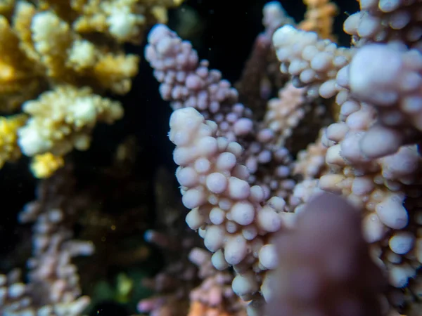 Interesting Fish Posing Water Column Red Sea Hurghada Egypt — Stock fotografie