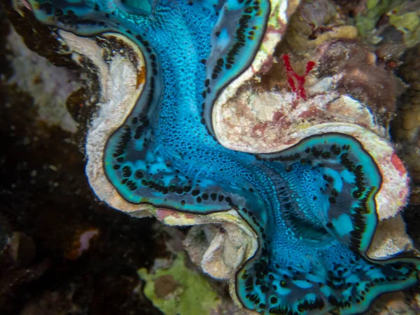 Interesting Fish Posing Water Column Red Sea Hurghada Egypt — Stok fotoğraf