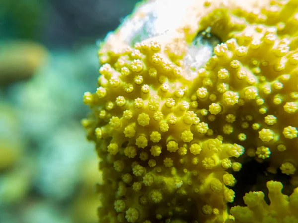 Interesting Fish Posing Water Column Red Sea Hurghada Egypt — Fotografia de Stock