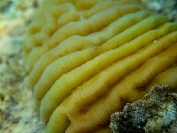 Interesting fish posing in the water column of the Red Sea, Hurghada, Egypt