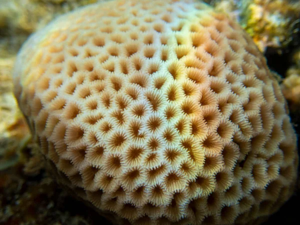 Interesting Fish Posing Water Column Red Sea Hurghada Egypt — Stock fotografie