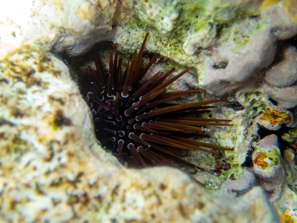 Interesting fish posing in the water column of the Red Sea, Hurghada, Egypt