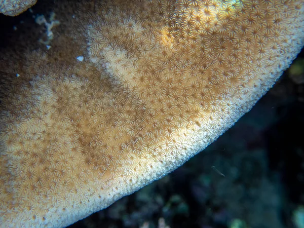 Interesting Fish Posing Water Column Red Sea Hurghada Egypt — Stock fotografie