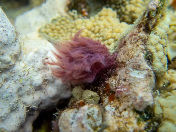 Interesting fish posing in the water column of the Red Sea, Hurghada, Egypt