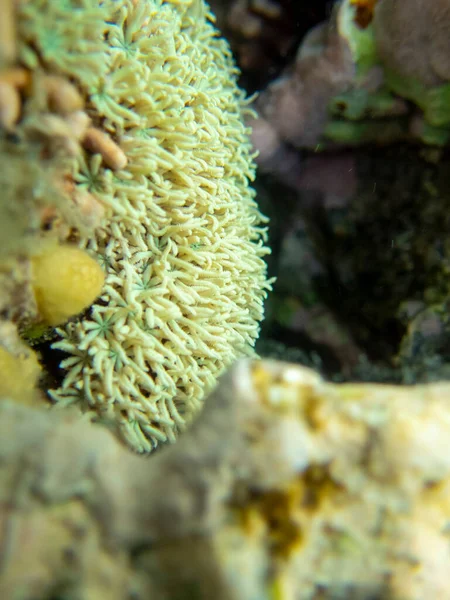 Interesting fish posing in the water column of the Red Sea, Hurghada, Egypt