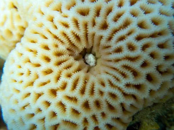 Interesting Fish Posing Water Column Red Sea Hurghada Egypt — Zdjęcie stockowe