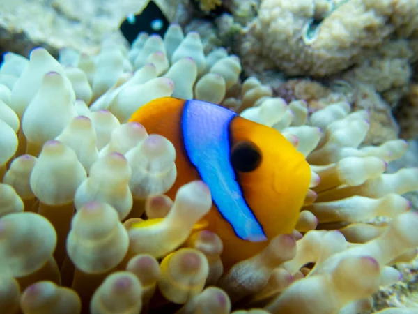 Interesting fish posing in the water column of the Red Sea, Hurghada, Egypt