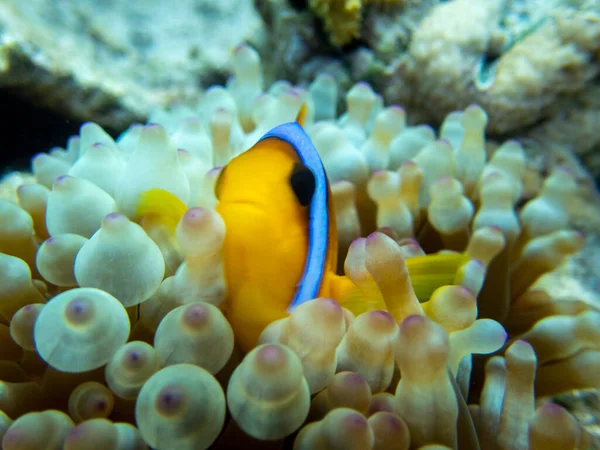 Interesting fish posing in the water column of the Red Sea, Hurghada, Egypt