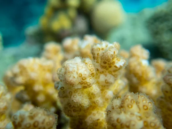 Interesting Fish Posing Water Column Red Sea Hurghada Egypt — Stock fotografie