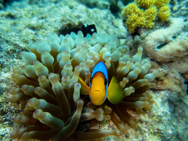 Interesting Fish Posing Water Column Red Sea Hurghada Egypt — Zdjęcie stockowe